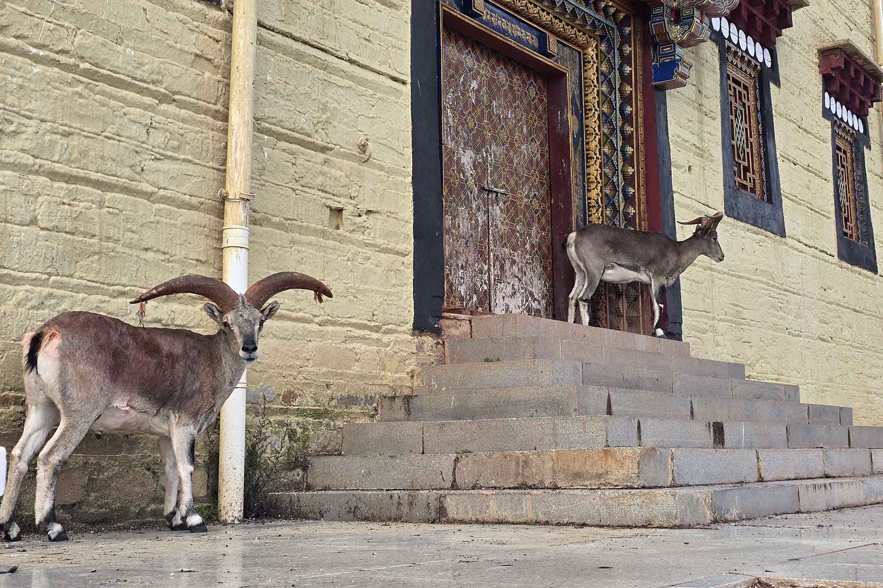 Gonggashan Kangding Wildlife