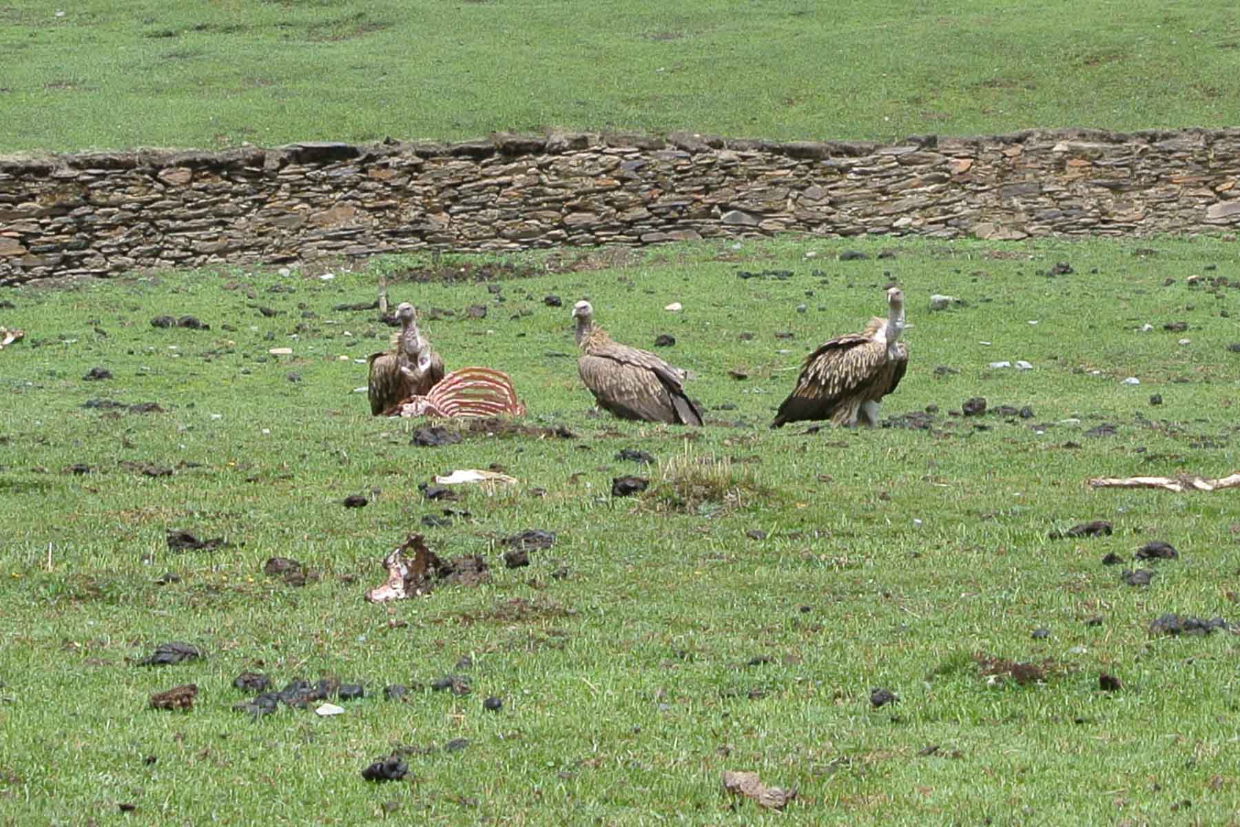 Gonggashan Kangding Wildlife