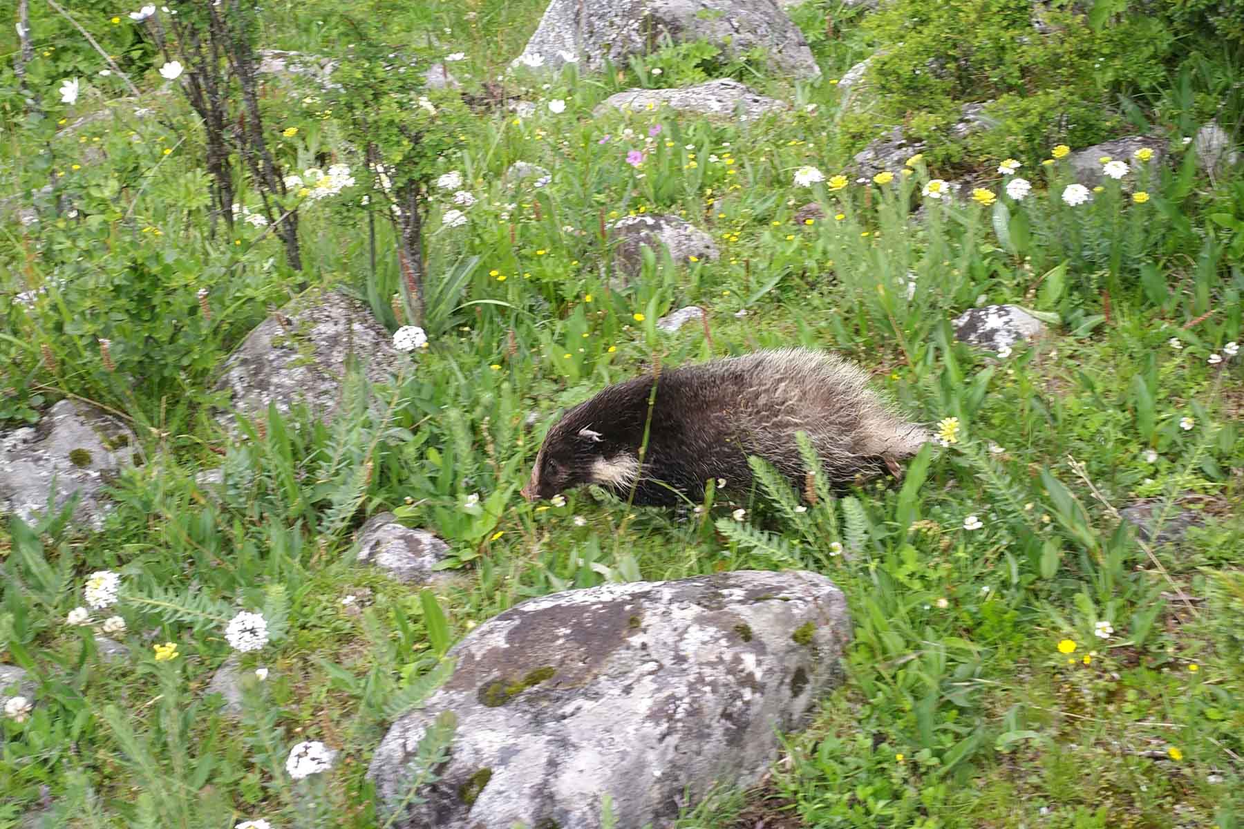 Gonggashan Kangding Wildlife