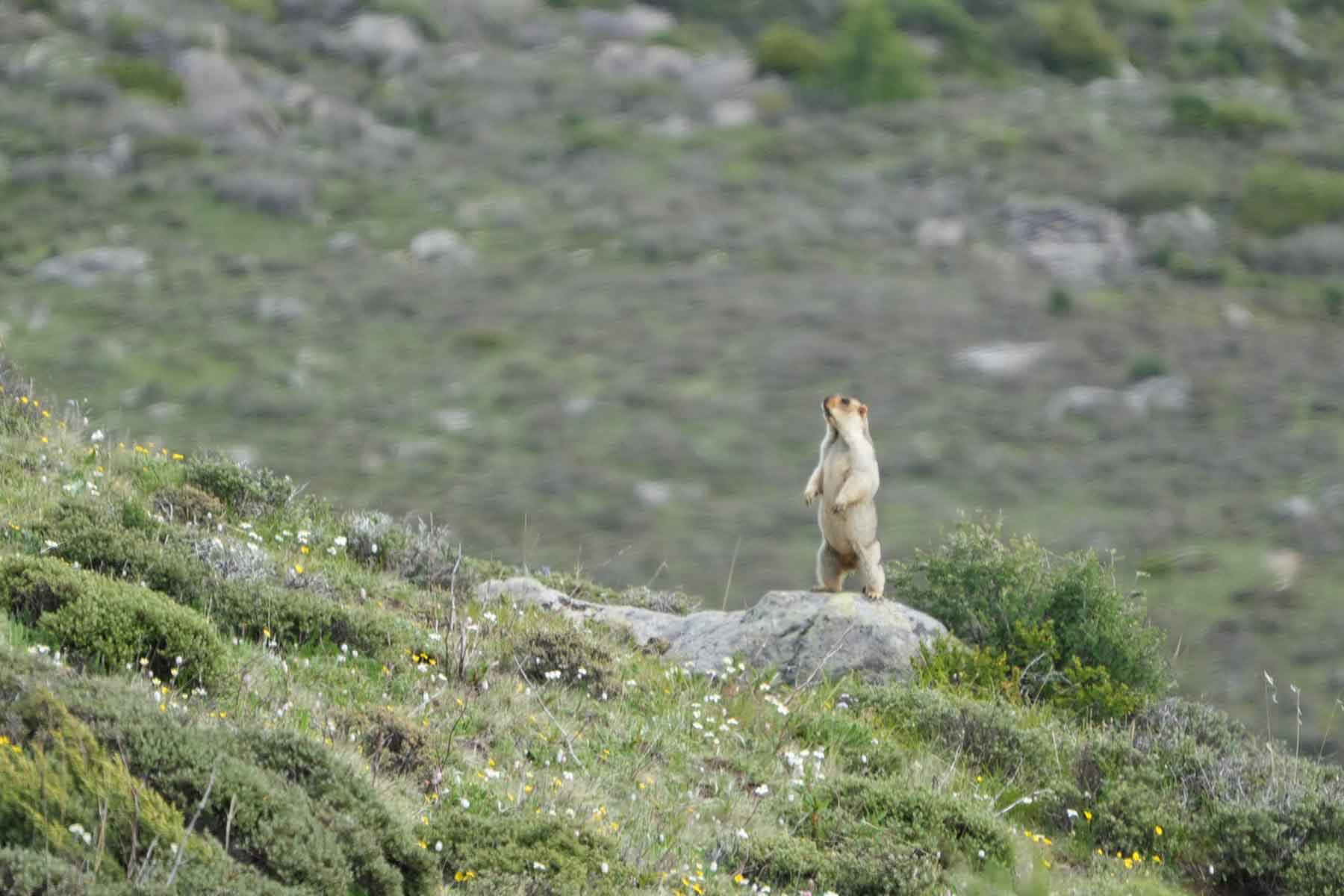 Gonggashan Kangding Wildlife