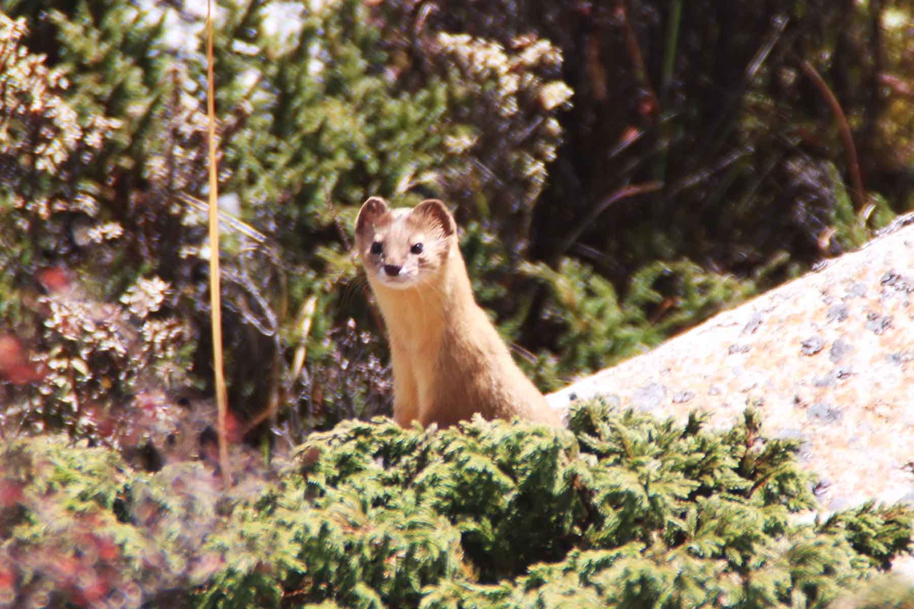 Gonggashan Kangding Wildlife
