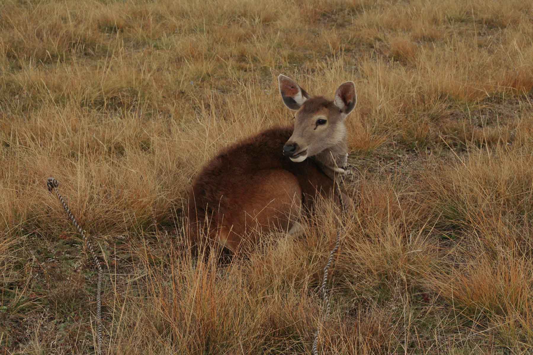 Gonggashan Kangding Wildlife