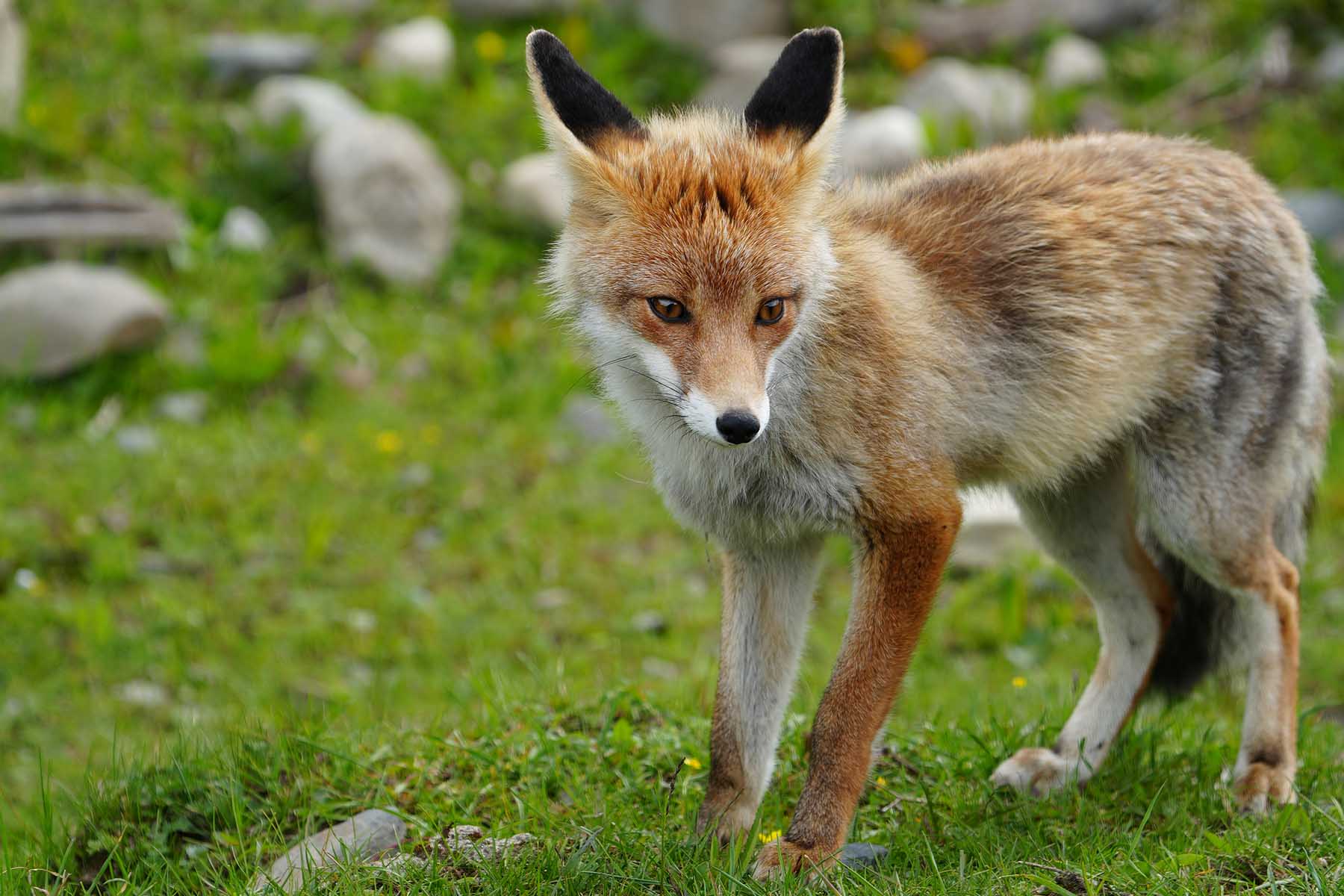 Gonggashan Kangding Wildlife