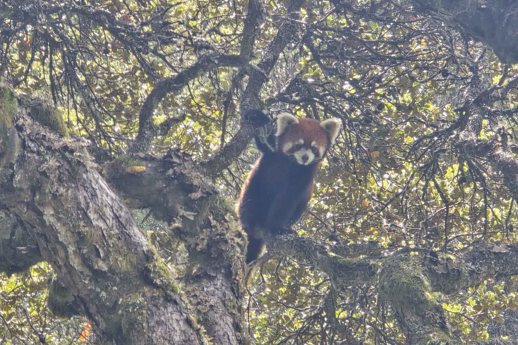 Gonggashan Kangding Wildlife