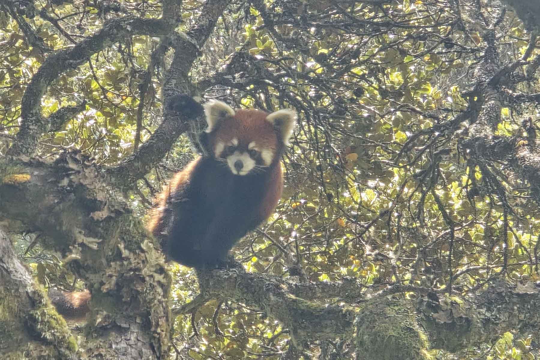 Wildlife Tour Sichuan Wildlife Tour