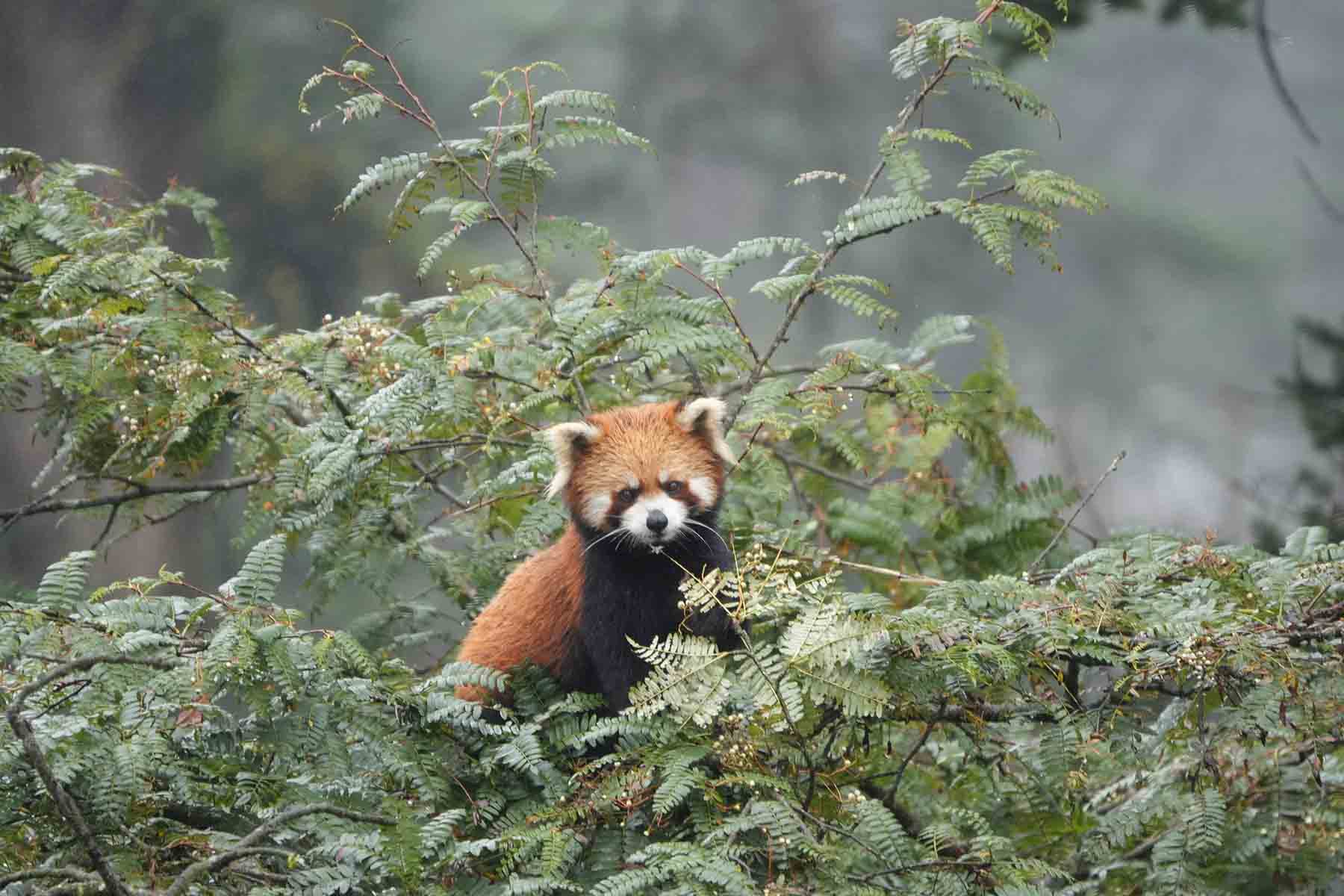 Chengdu Red Panda Tour