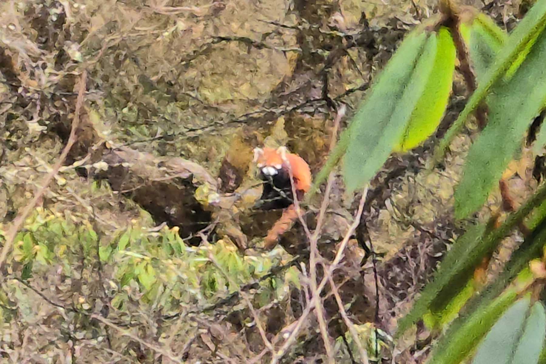 China Red Panda Facts and Travel Guide China Red Panda Facts and Travel Guide