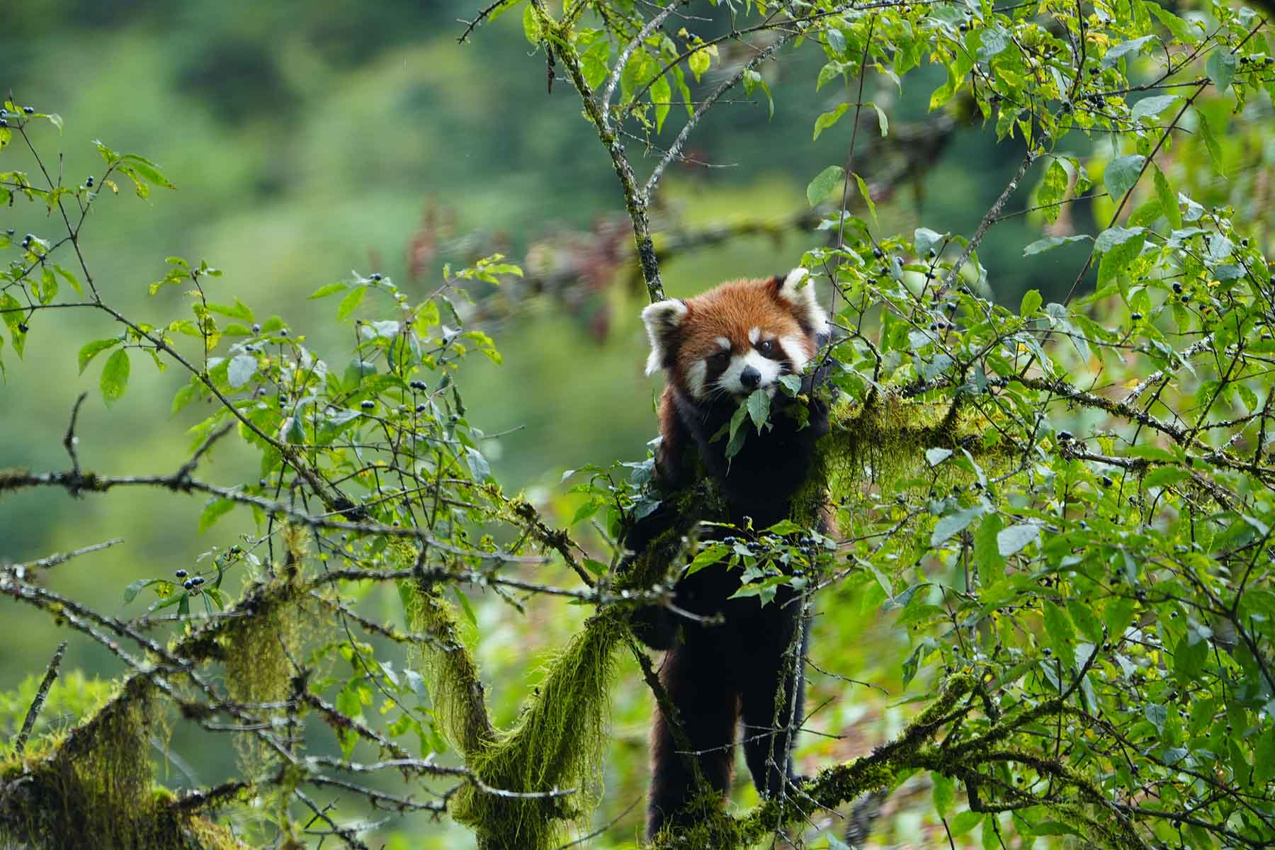 Red Panda