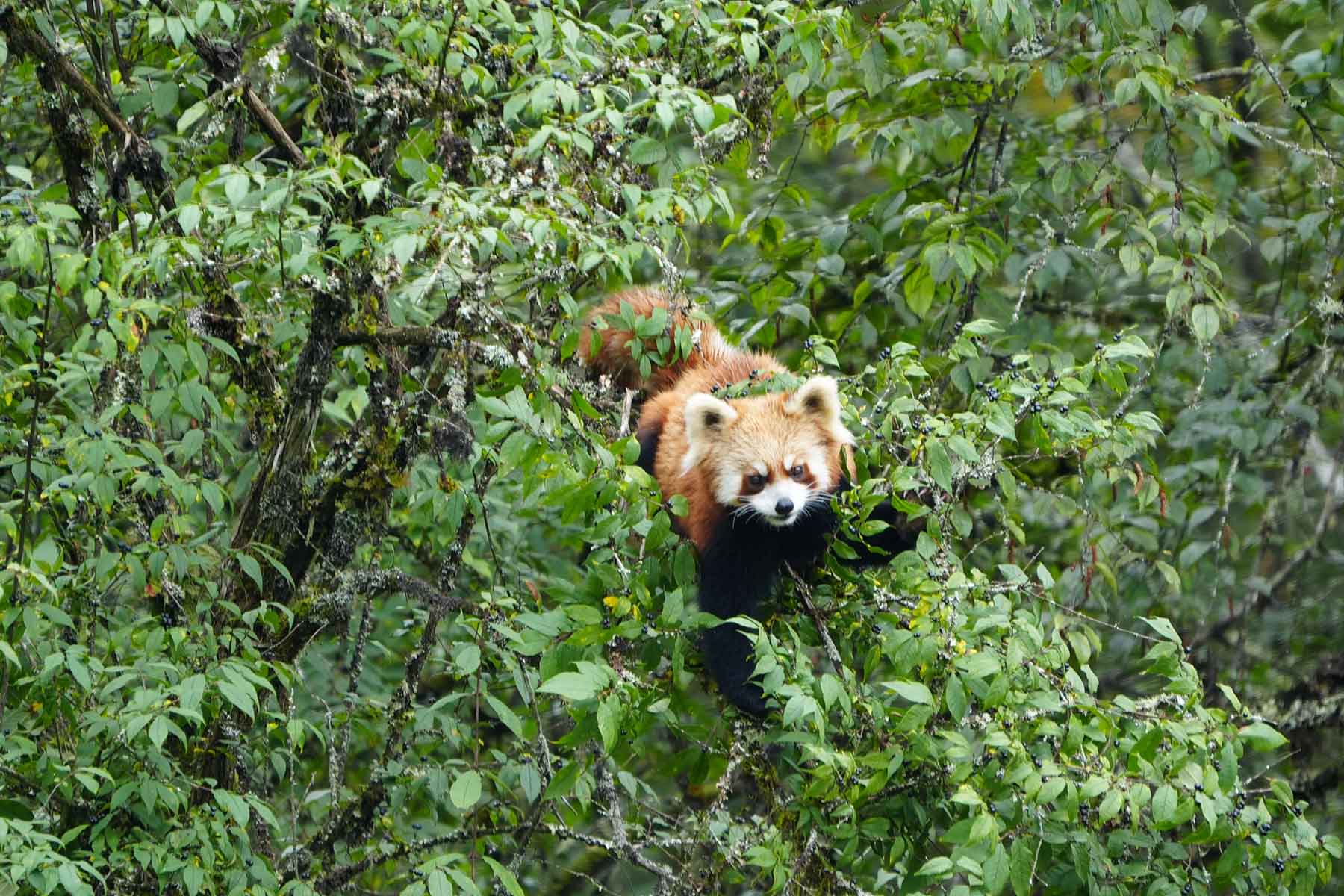Red Panda