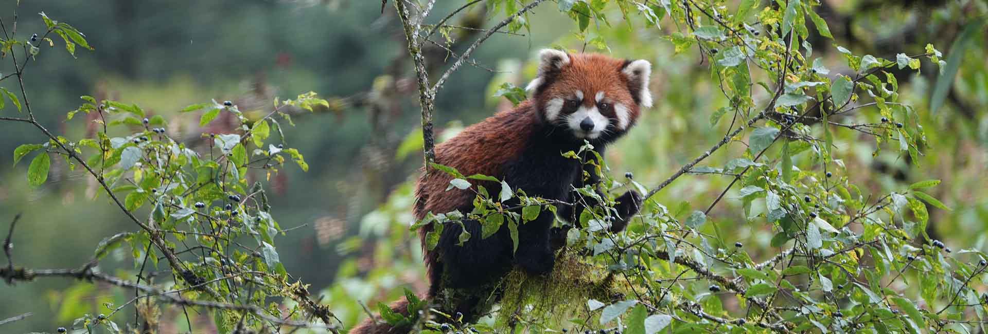 Sichuan Wildlife Reserve Hiking Tour