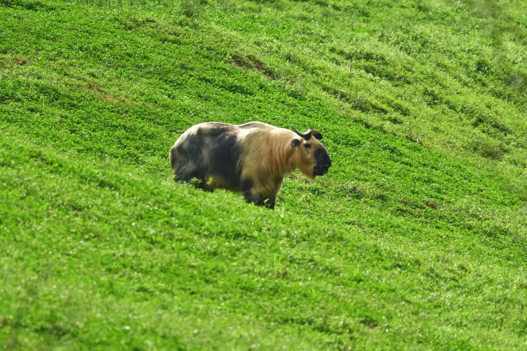 Sichuan Wildlife Tour