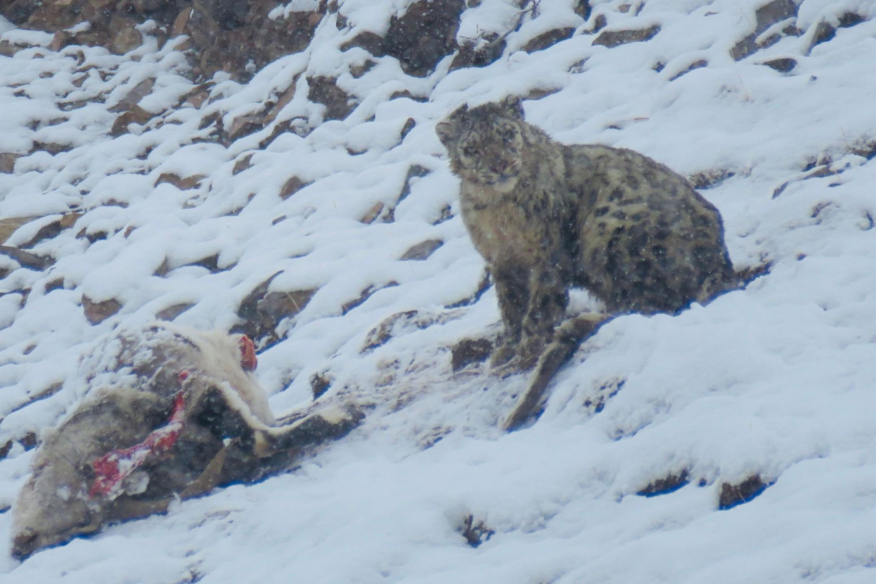 Sichuan Snow Leopard Tour