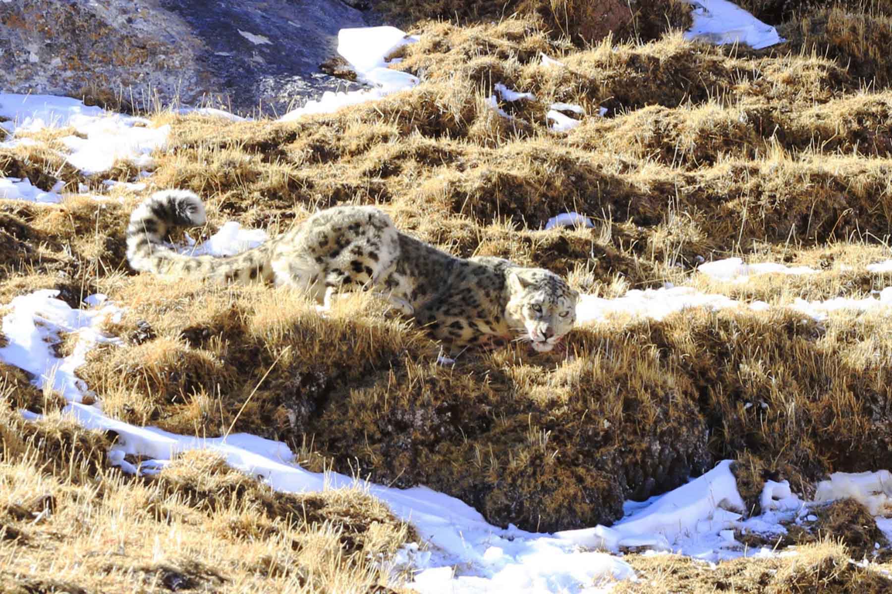 Snow Leopard