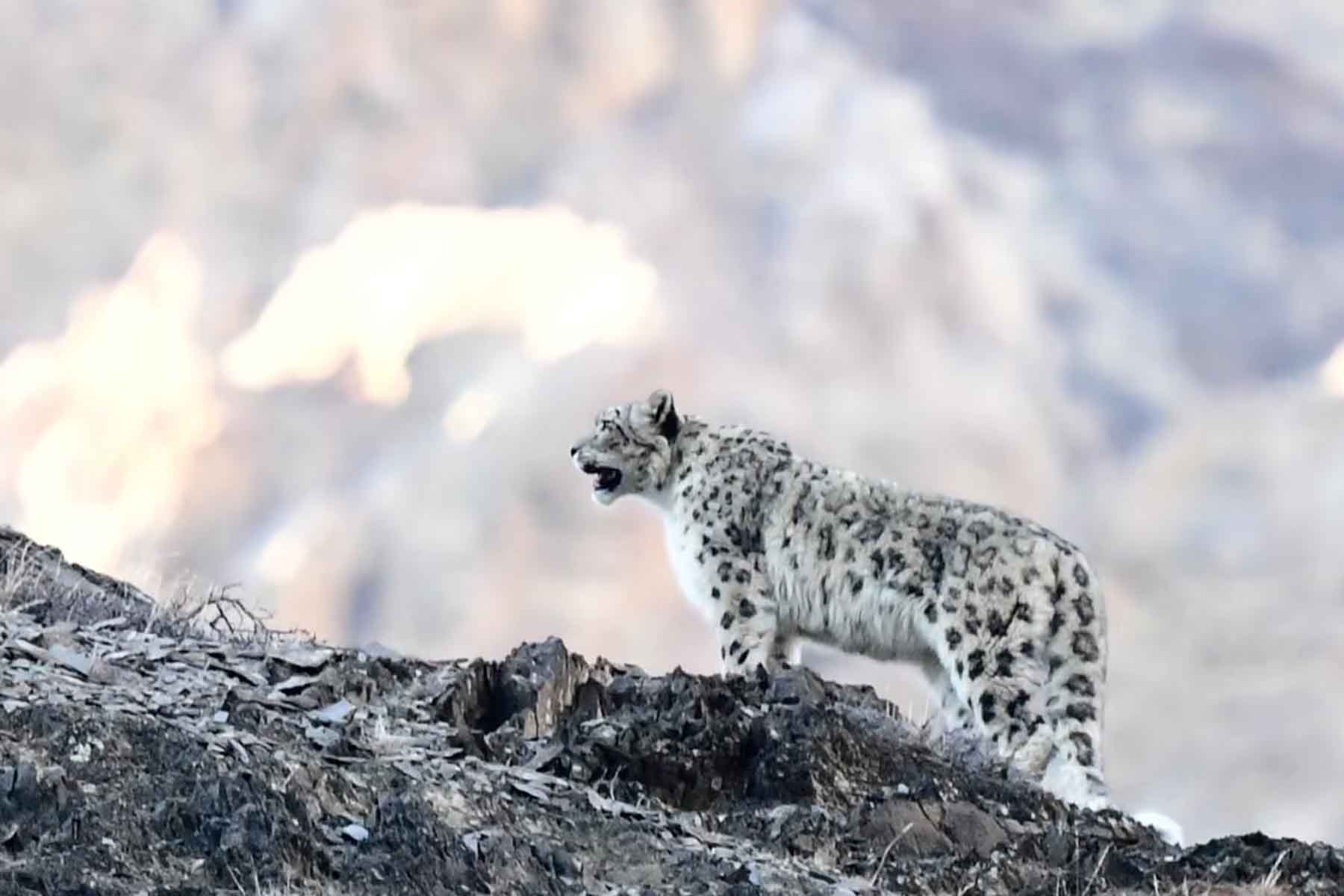 Snow Leopard