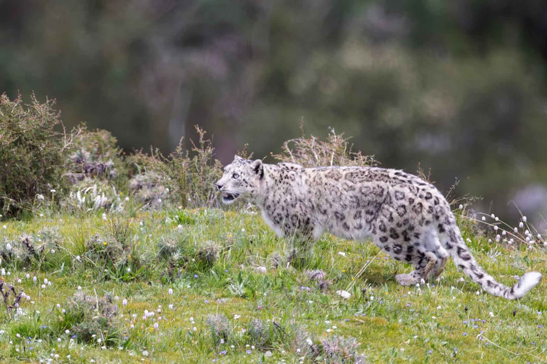 Snow Leopard