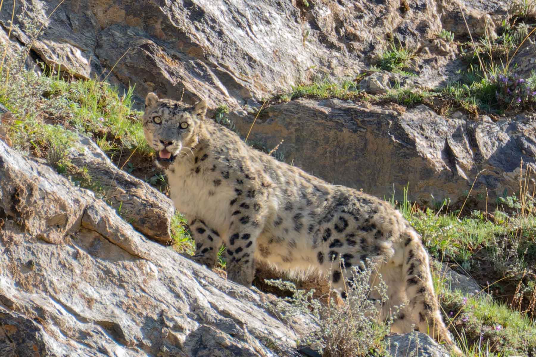 Snow Leopard