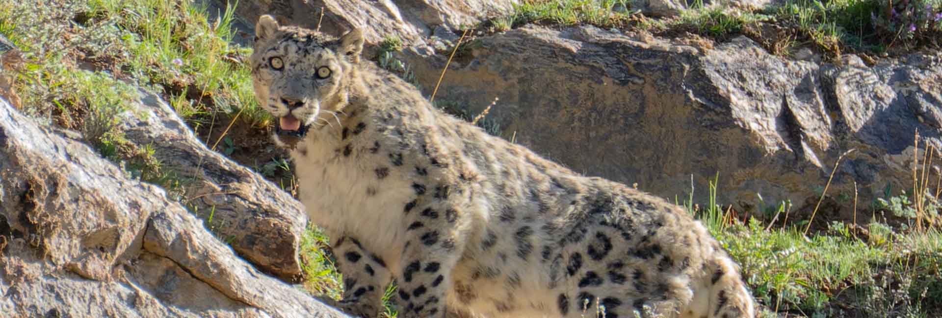 Snow Leopard Tour