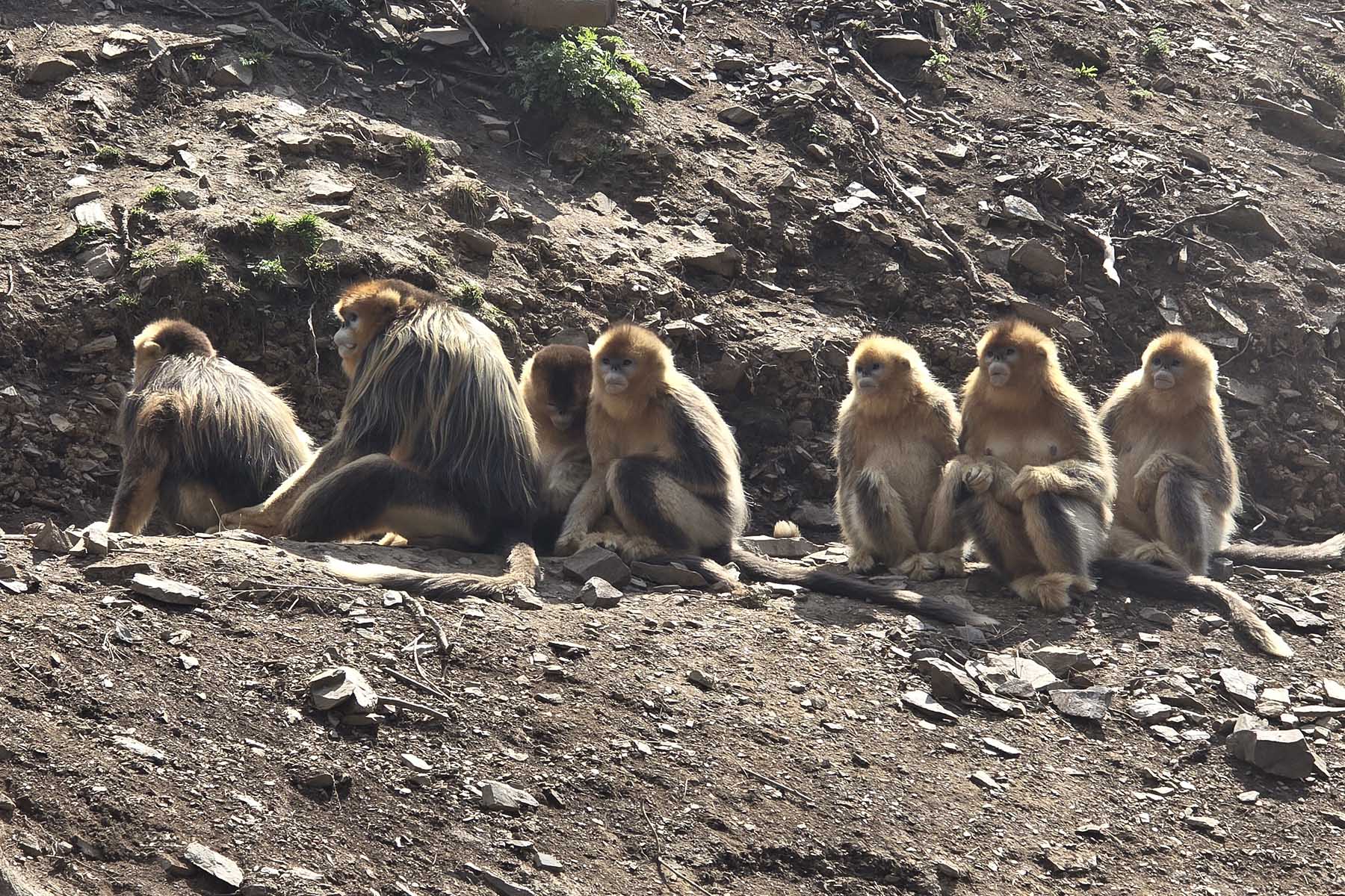 Sichuan Golden Snub-nose Monkey Tour