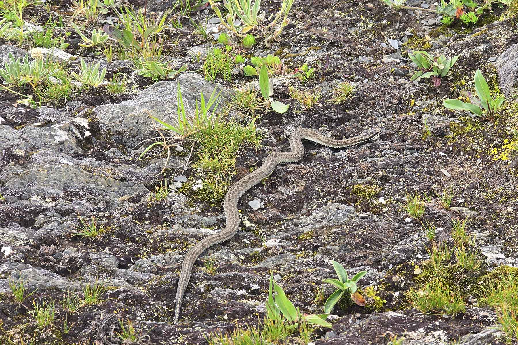 Gonggashan Kangding Wildlife