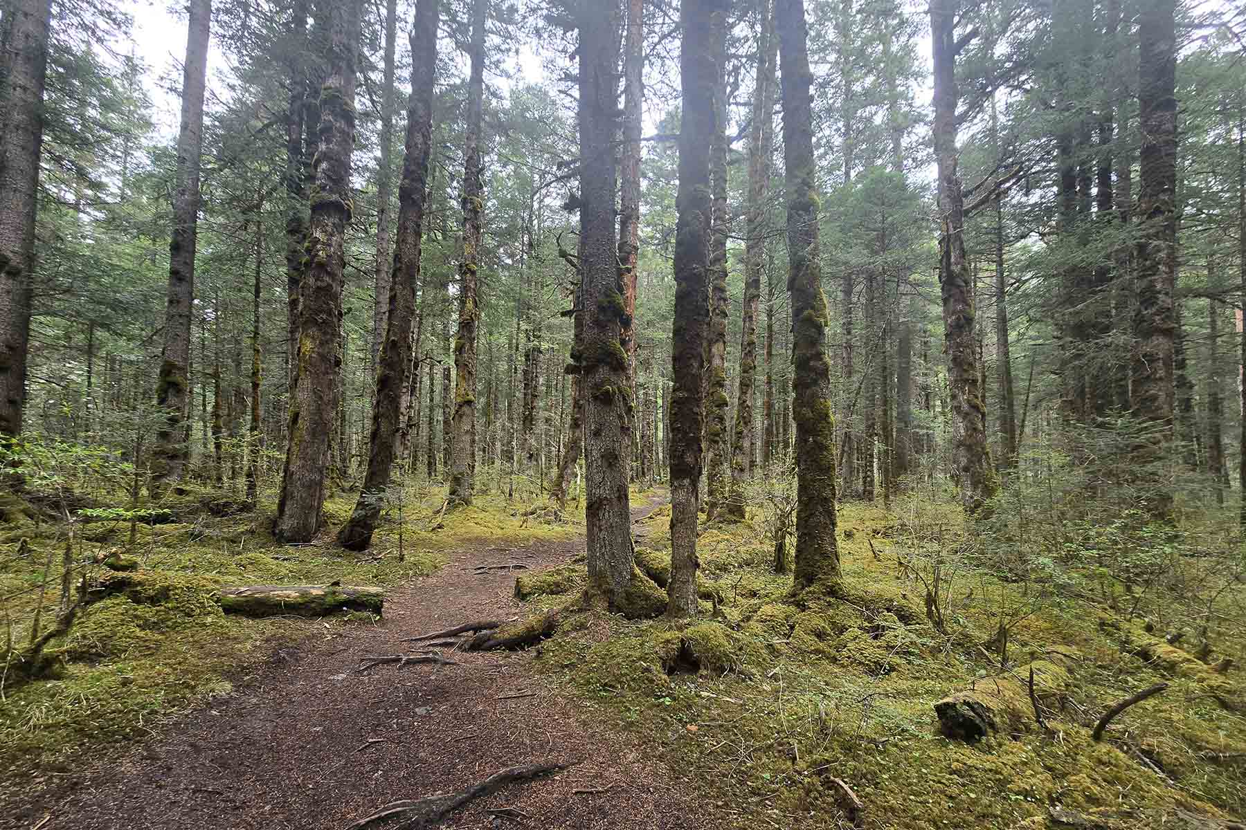 Wanglang Nature Reserve