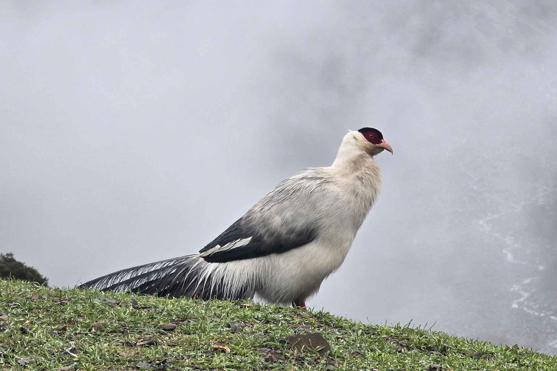 Gonggashan Kangding Wildlife