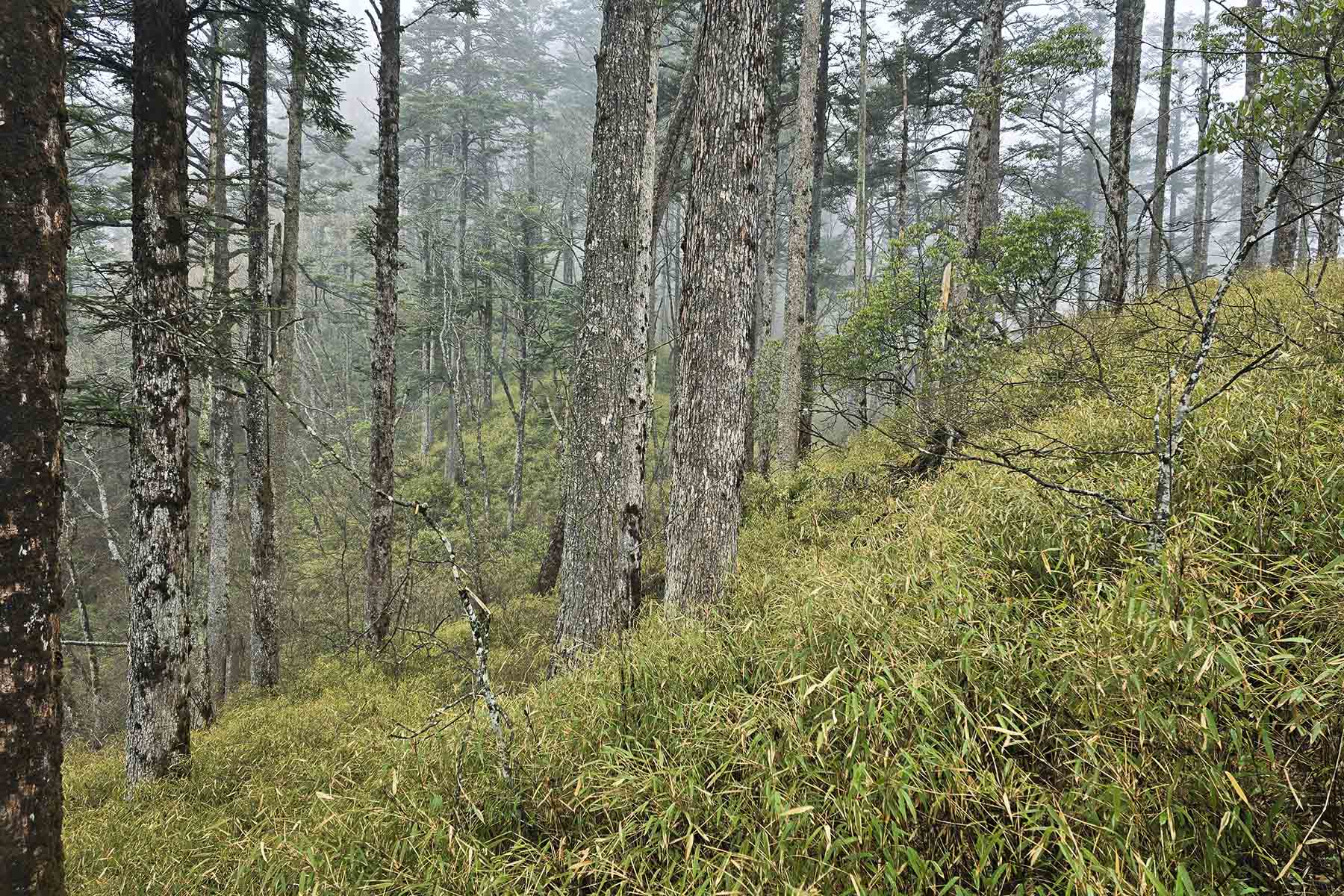 Wolong Nature Reserve