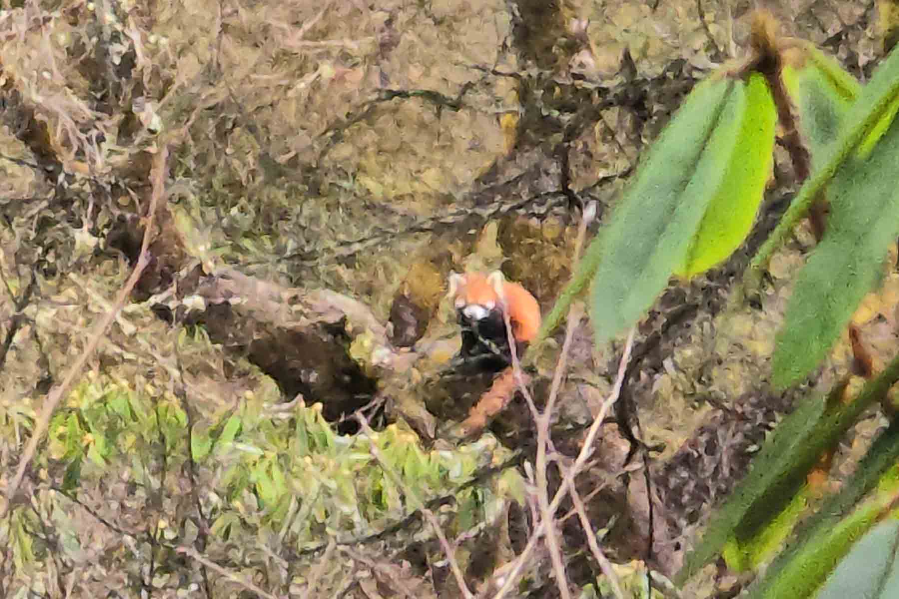 Wolong Nature Reserve