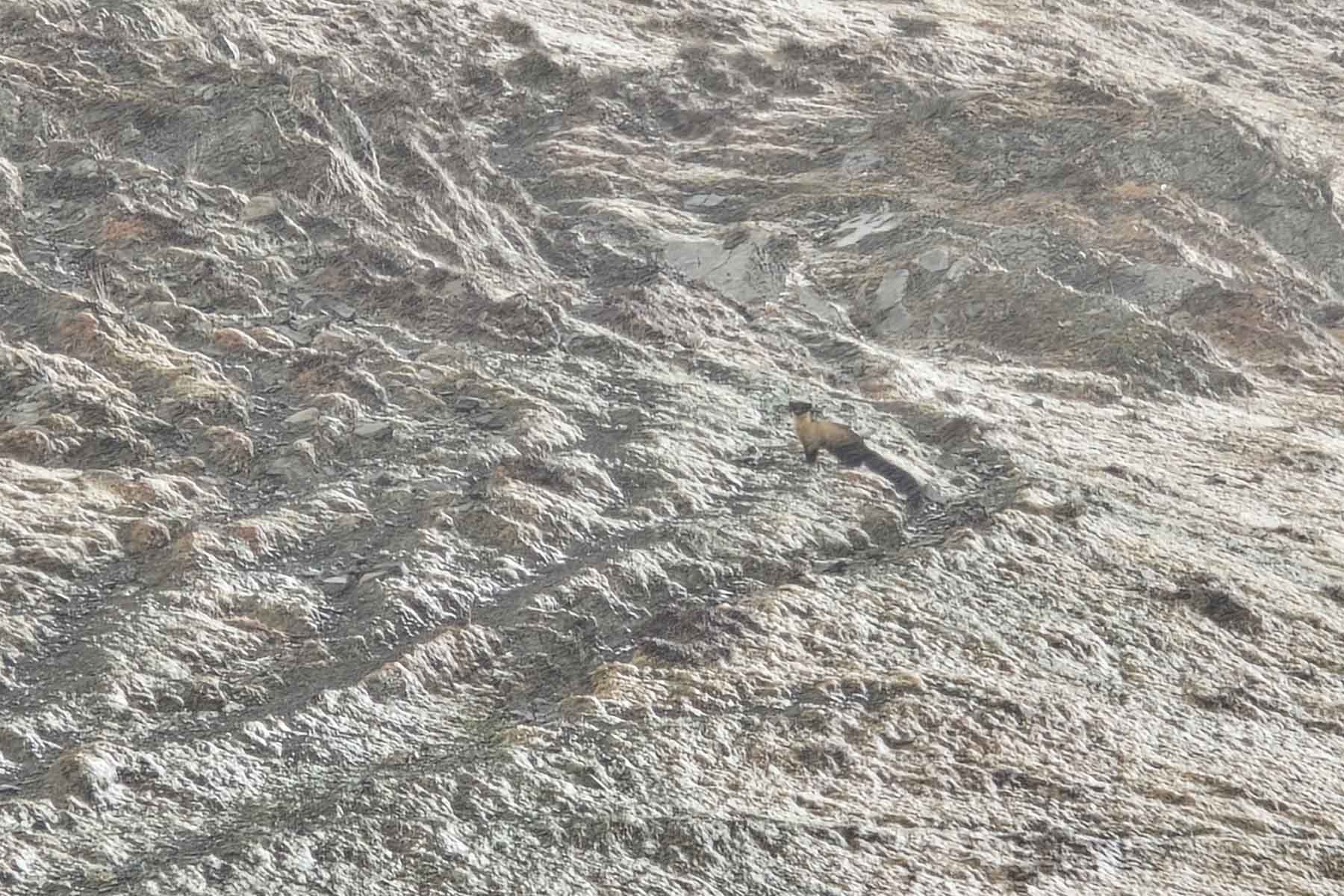 Gonggashan Kangding Wildlife